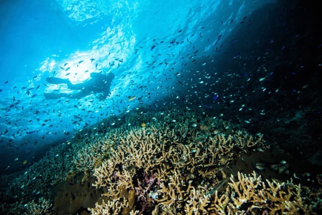 Pesona Surga Bawah Laut Bunaken di Sulawesi