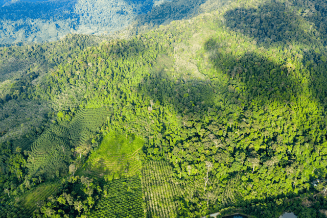 Jelajah Hutan Kalimantan ala Film Petualangan Sherina 2