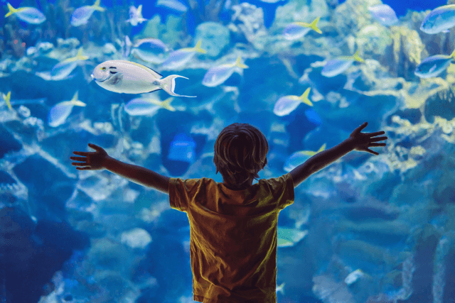 Jakarta Aquarium, Destinasi Keluarga Pilihan di Ibukota