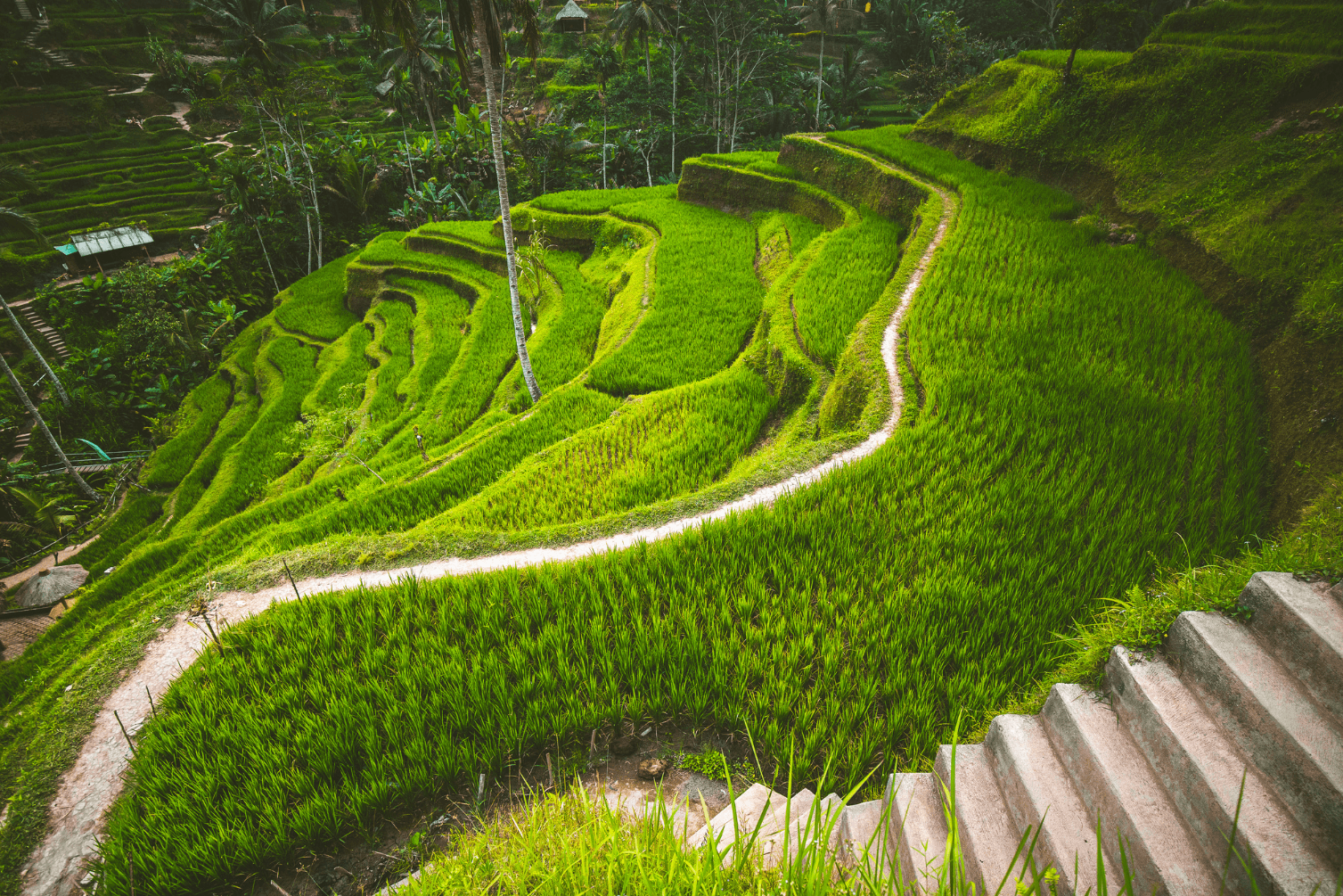 Ubud Writers & Readers Festival 2024, Festival Sastra yang Disorot Dunia