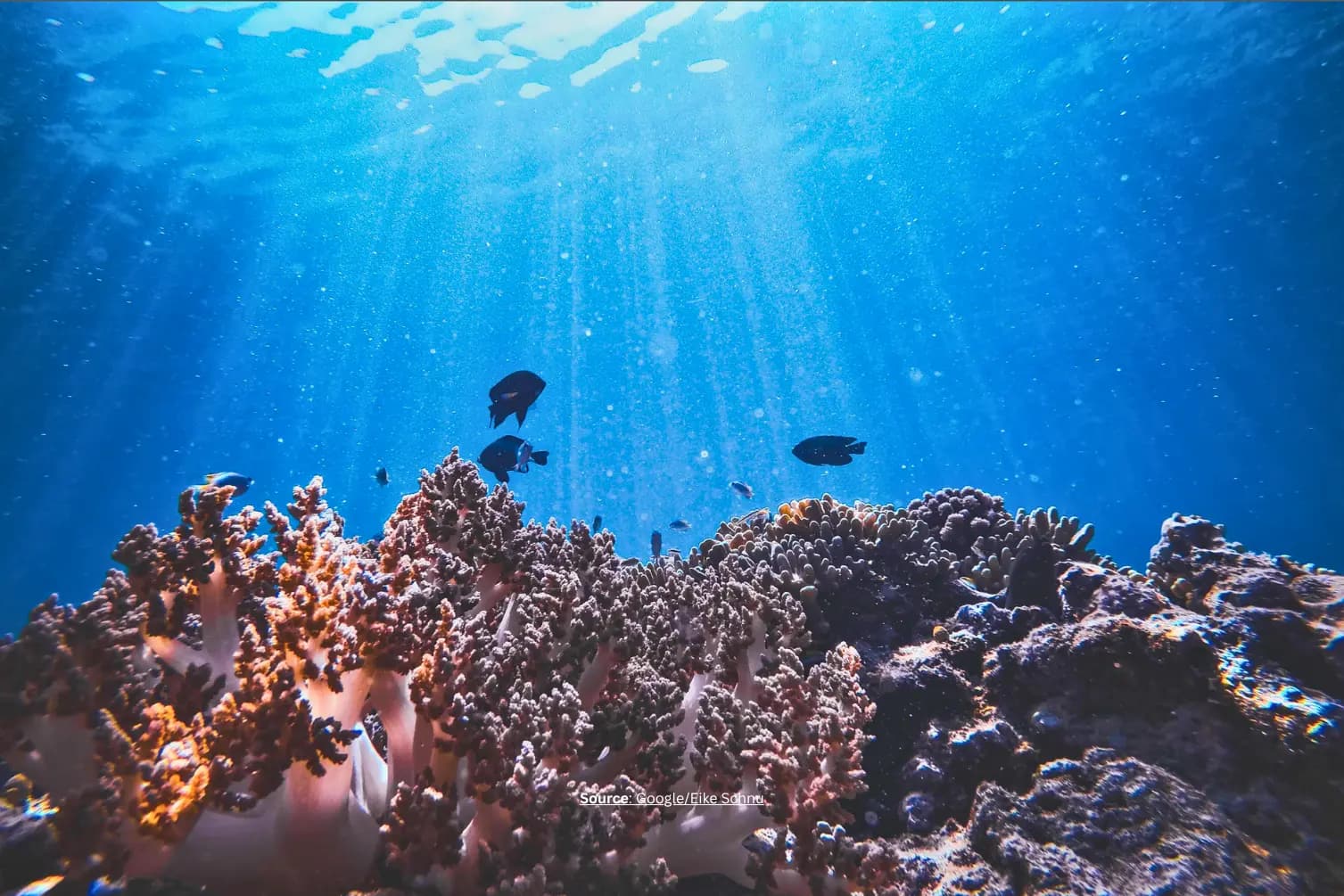 Jelajah Pulau Menjangan dan Taman Nasional Bali Barat