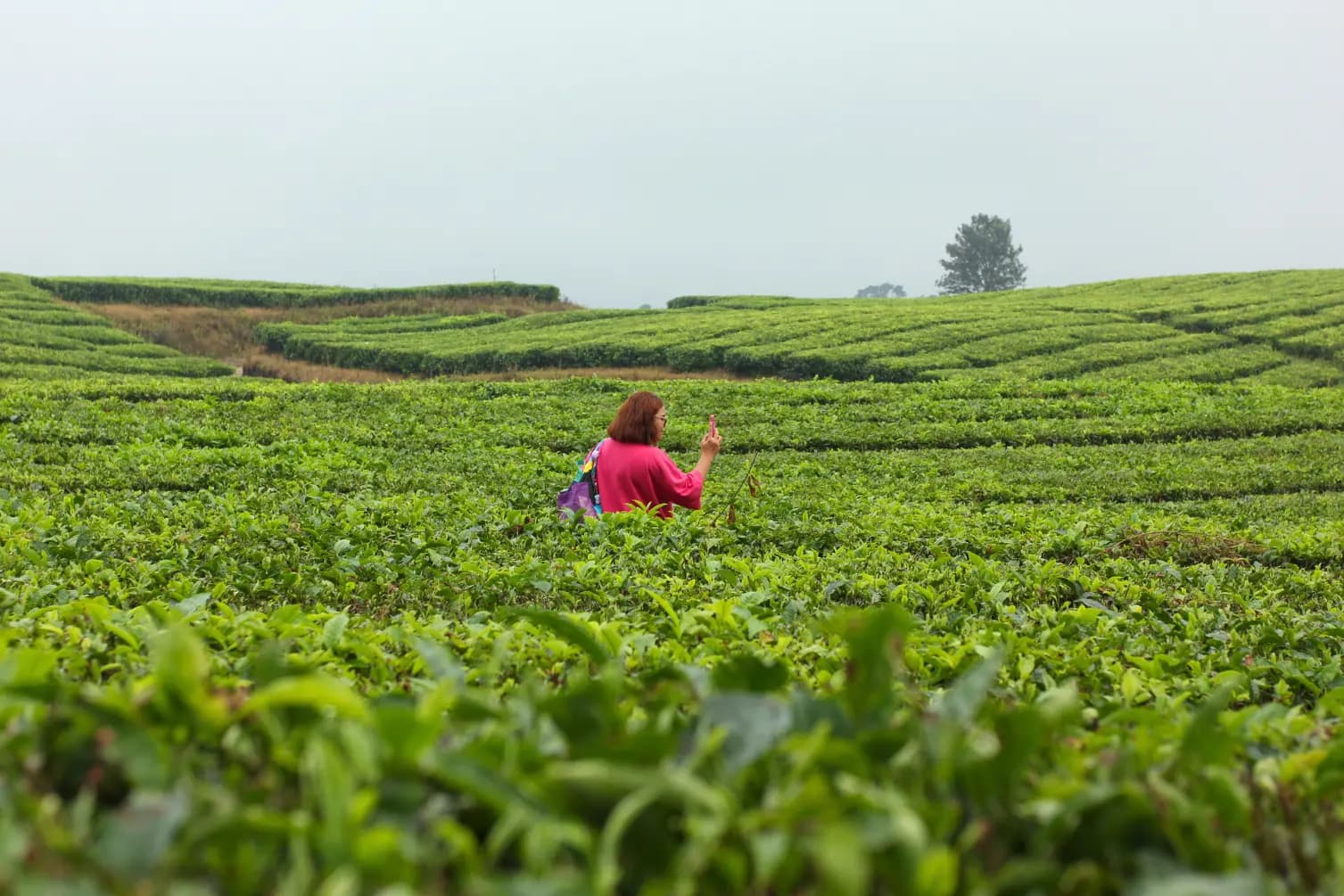 5 Kebun Teh Terdekat dari Jakarta, Indah dan Sejuk